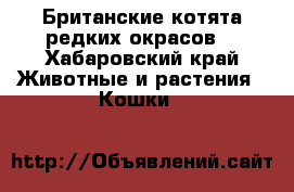 Британские котята редких окрасов. - Хабаровский край Животные и растения » Кошки   